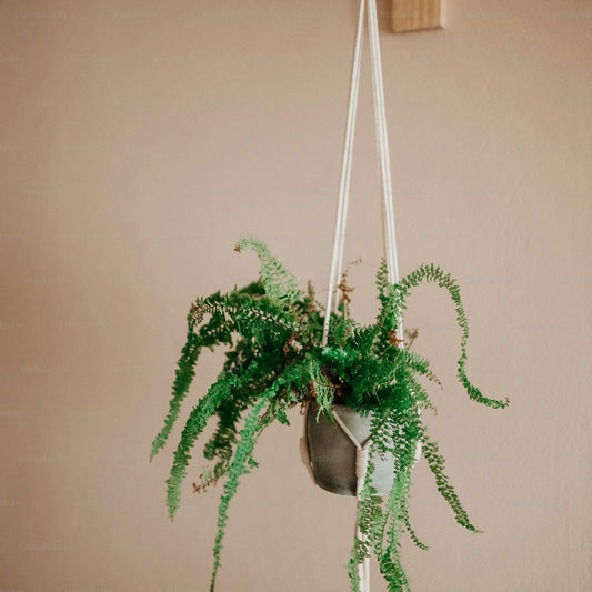 Macrame plant hanger boho